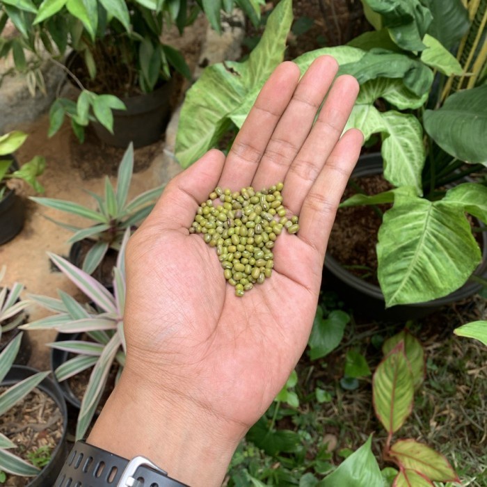 

SALE !!! KACANG HIJAU IJO KACANG HIJOU MUNG BEAN READYY