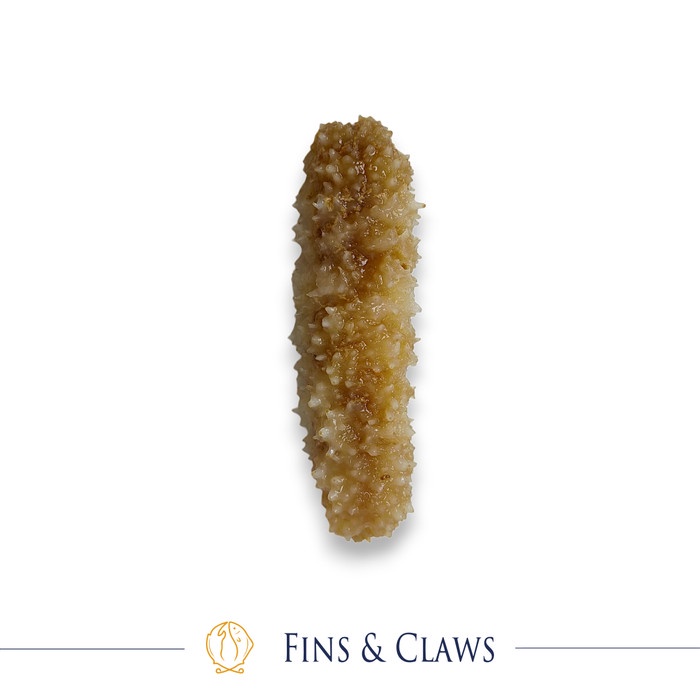 

SALE !!! FROZEN PRICKLY SEA CUCUMBER - HAISOM DURI READYY