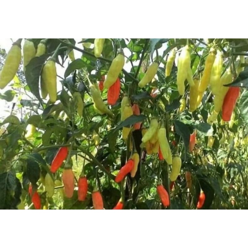 

Rawit hybrida SUPER PRENTUL (bisa COD)