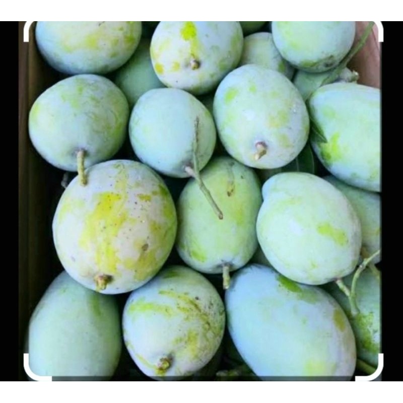 

mangga rujak indramayu 1kg