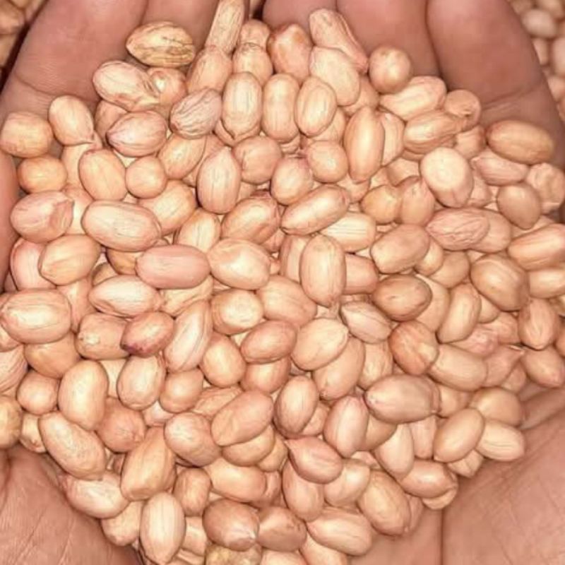 

1 Kilogram kacang tanah biji besar