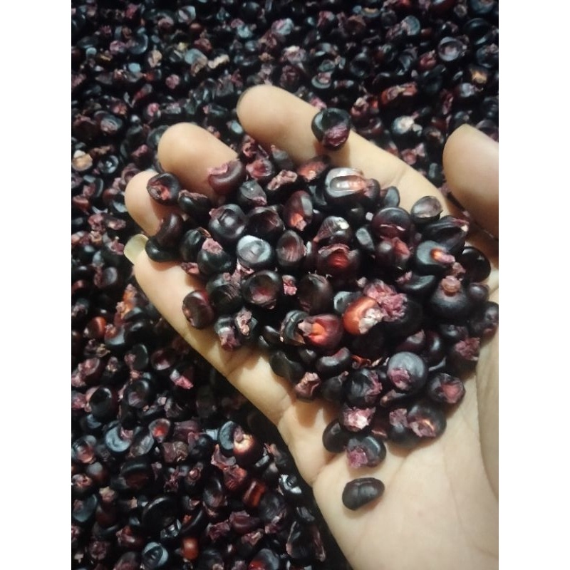

jagung ketan ungu berkhasiat (500 butir)jagung hitam