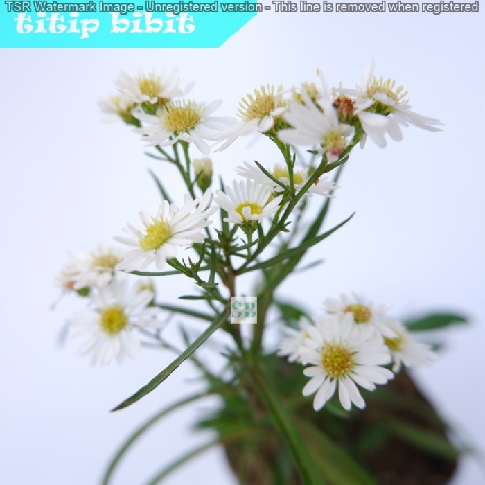 BERMUTU Bibit Bunga Aster Pikok - Tanaman Bunga Hias Hidup
