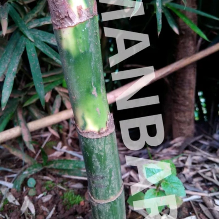 CUCI GUDANG READY Bibit pohon tanaman waregu palem waregu