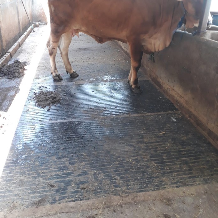 KARPET ALAS KANDANG Sapi, Kambing Dll