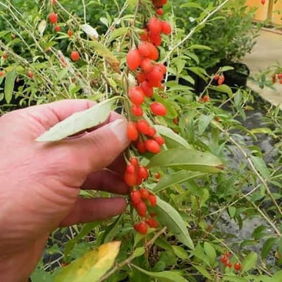 TERMURAH Bibit Tanaman Goji Berry