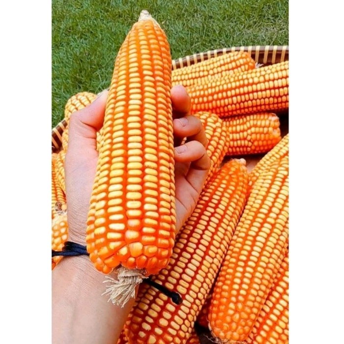 

SALE !!! JAGUNG UTUH,JAGUNG TUA KERING MASIH UTUH, UNTUK CRAFT,BACKDROOP,4 BUAH READYY