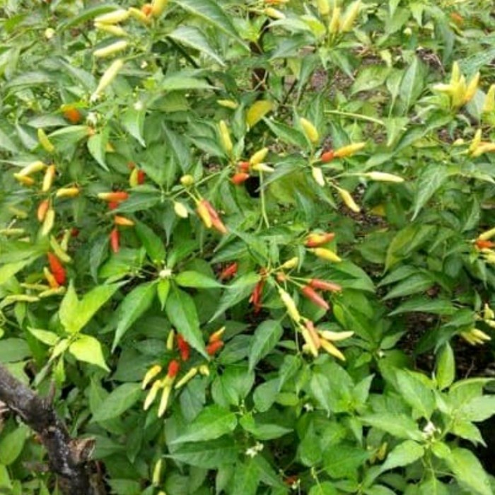 MURAH Bibit Tanaman Lombok Cabai Rawit