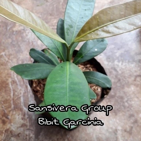 PRODUK TERBATAS Bibit Tanaman Garcinia Kambogia / Asam Gelugur