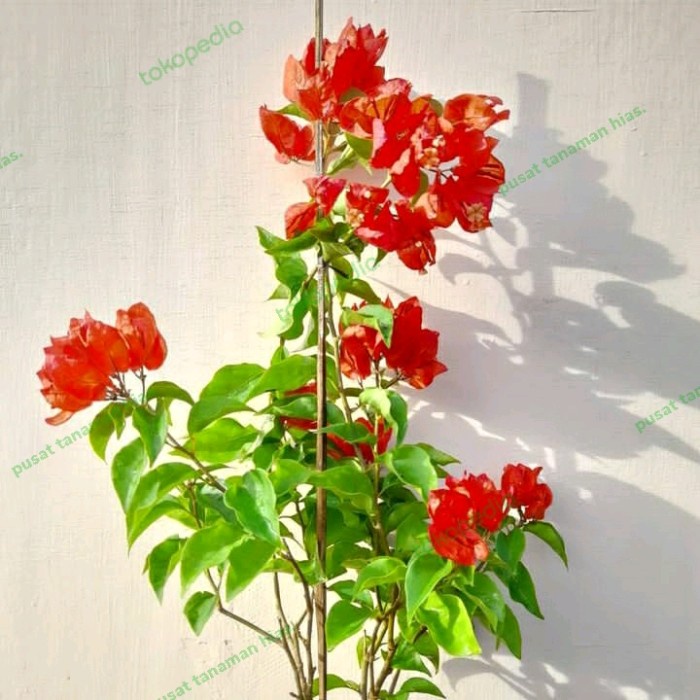 CUCI GUDANG tanaman hias bibit Bougenville anggur red Chili - bibit Bougenville