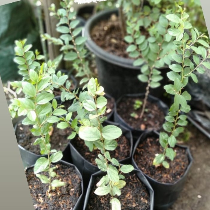 HEMAT Bibit Tanaman Bidara Arab Asli-Pohon Bidara Arab-Pohon Daun Bidara