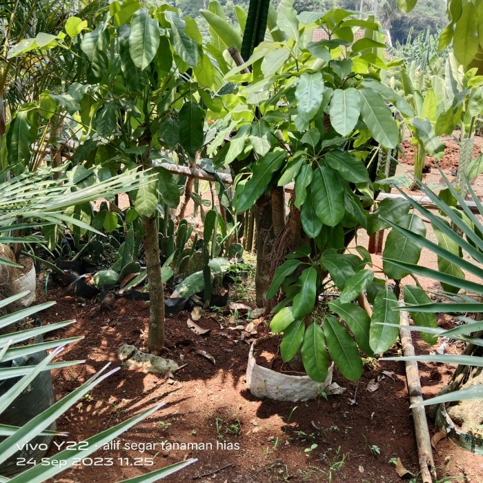 pohon walisongo batang besar daun besar. /tanaman hias walisongo. 1 m