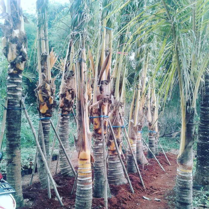 Cuci GUdang tanaman hias/ pohon kelapa gading tinggi 3 4 mter