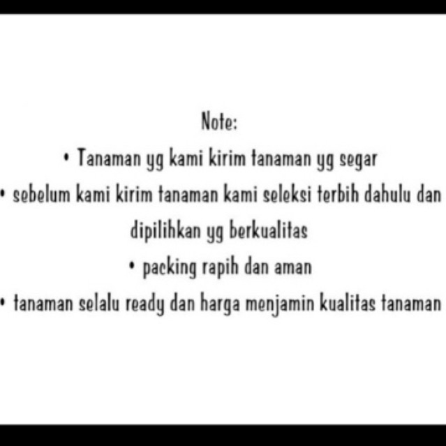 PAKET 3 Tanaman Hias Dracaena Compacta / Janet Craig