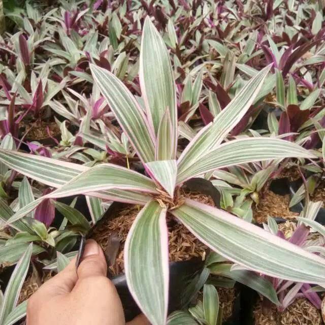 Tanaman hias adam hawa varigata -adam hawa-varigata