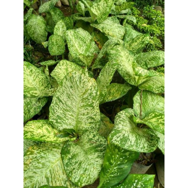 Tanaman hias Aglonema Anggun Ayu - sri rejeki anggun ayu