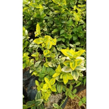 Tanaman hias gantung pot-dolar varigata-dolar mini