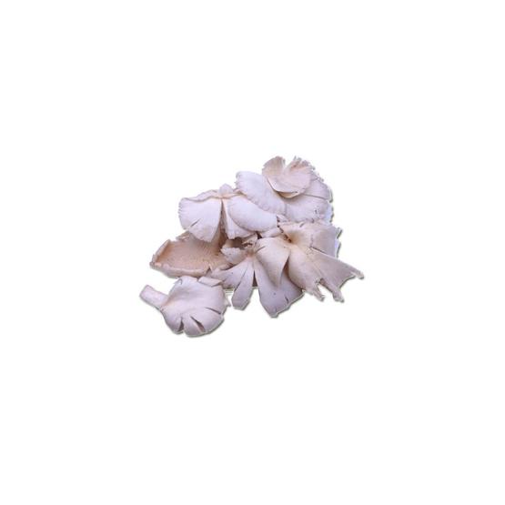 

Jamur Tiram - 250 Gram (Bibik Sayur)