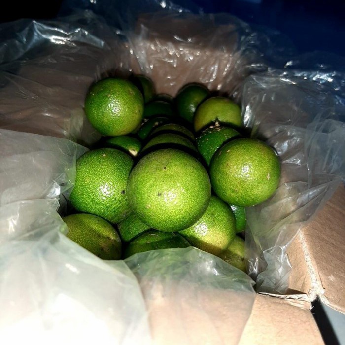 BOOM SALE Jeruk sonkit/Jeruk kunci / Lemon Cui / Jeruk Peras / Jeruk Bangka / Je