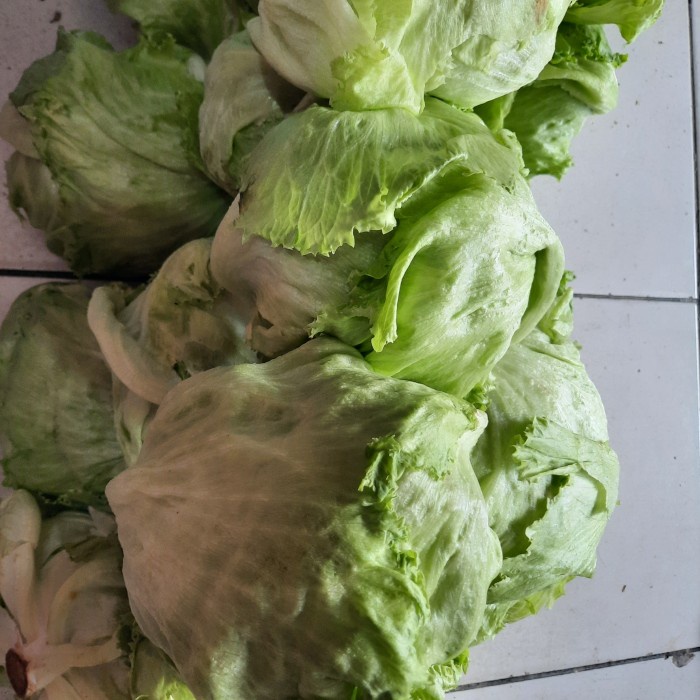 

HJK [GROSIR] HEAD LETTUCE - Sayuran Kebab ( 1kg )