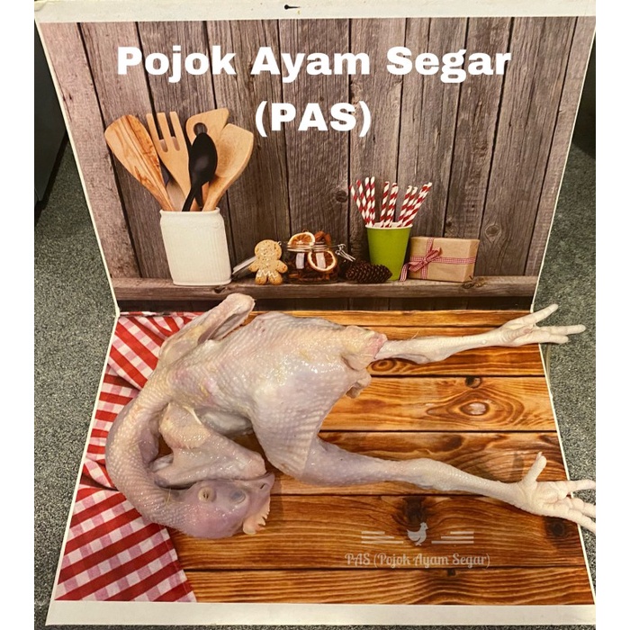 

HJK ayam pejantan fresh langsung dari peternakan