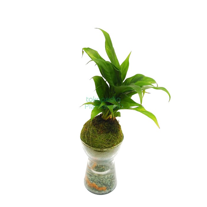Promo Terbatas Sip'N'Dip - Spathiphyllum Wallisii White Peace Lily Aman