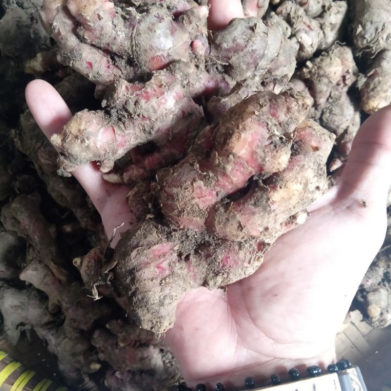 

Jahe merah segar 500gram Jahe merah medan fresh masih kotor tanah