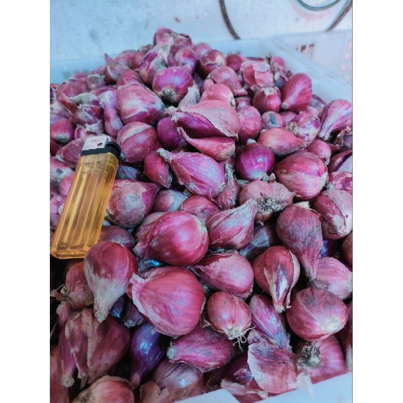 

Bawang Merah Super / Pilihan