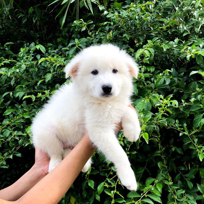 Samoyed pure breed