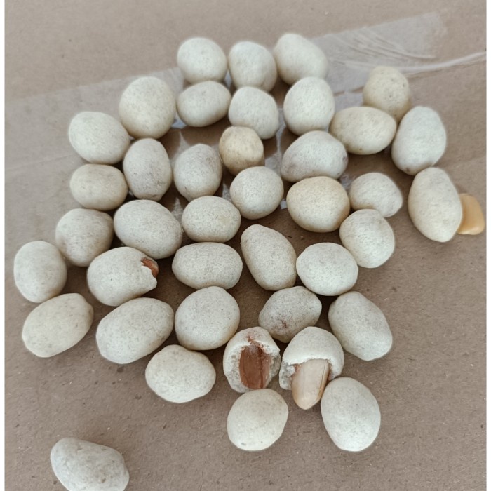 

JH8 kacang shanghai OKE 500gram