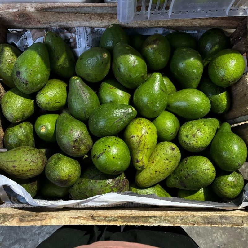 

1 Kg Alpukat Mentega isi 4-5