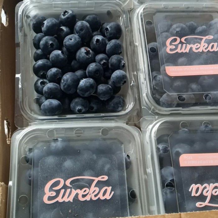 

Blueberry Eureka New Zealand Jumbo Maniss Segar Fresh Organic