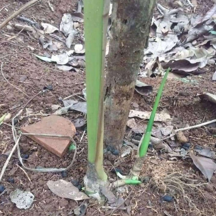 

HJK bibit kapulaga india