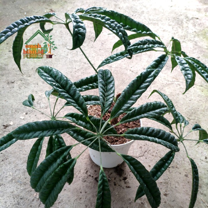 Promo Terbatas Tanaman Sechefflera Albido/Walisongo Pete Aman