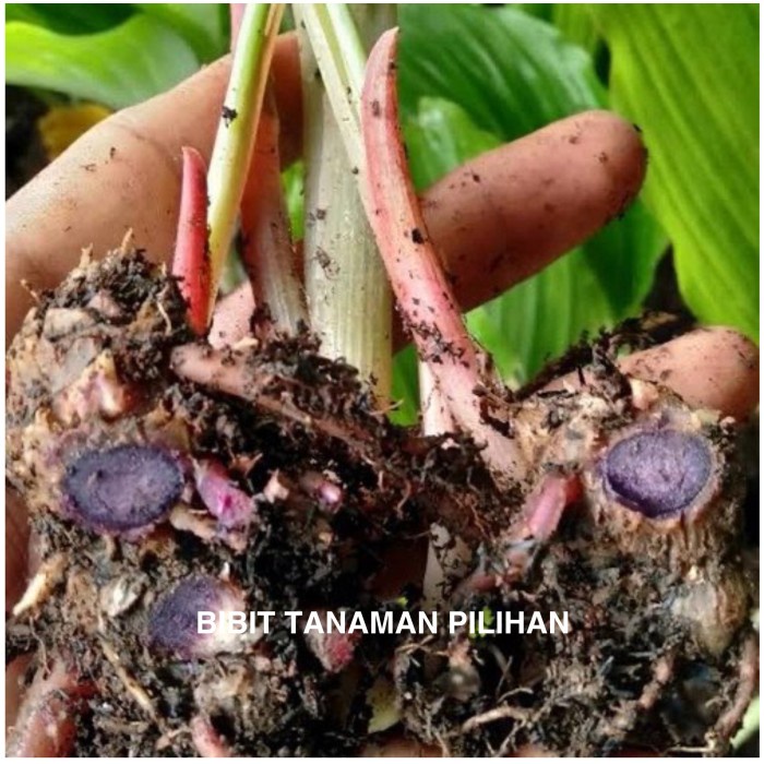 Promo Terbatas Bibit Tanaman Kunir Kunyit Hitam Asli Obat Herbal Langka Koempferia Aman
