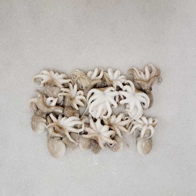 

Baby Octopus 500 gram Size 10-90g / Gurita Baby / Seafood 22