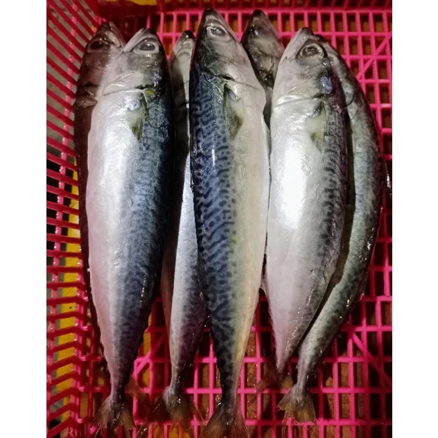 

IKAN SALEM SARDEN/MAKAREL SEGAR 1KG