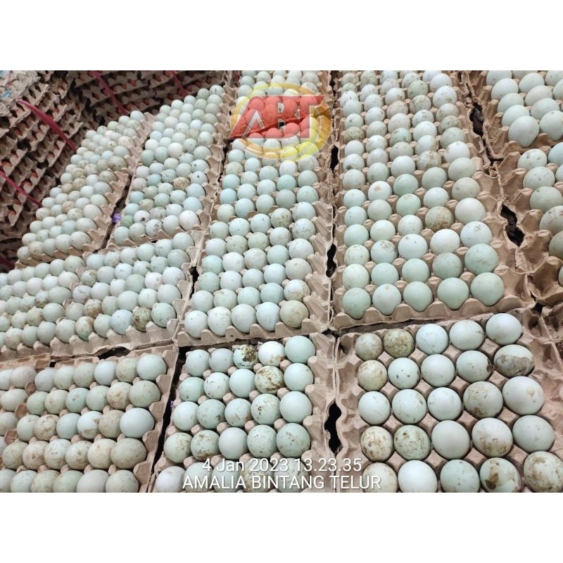 

ABT - 30 Butir Telur Bebek Grade AB Ukuran Besar
