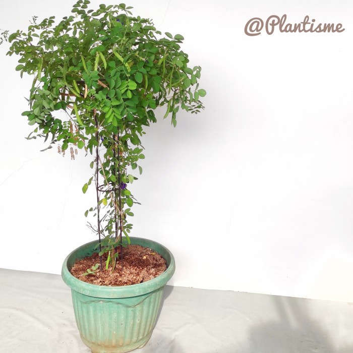 GoGreen Star Tower Planter - Media Tanam Tanaman Rambatan Kebun / Pot Bunga Hias