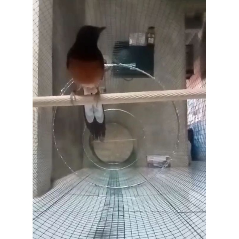 Ready kuliaran / umbaran burung sleding bisa modif jungkat jungkit