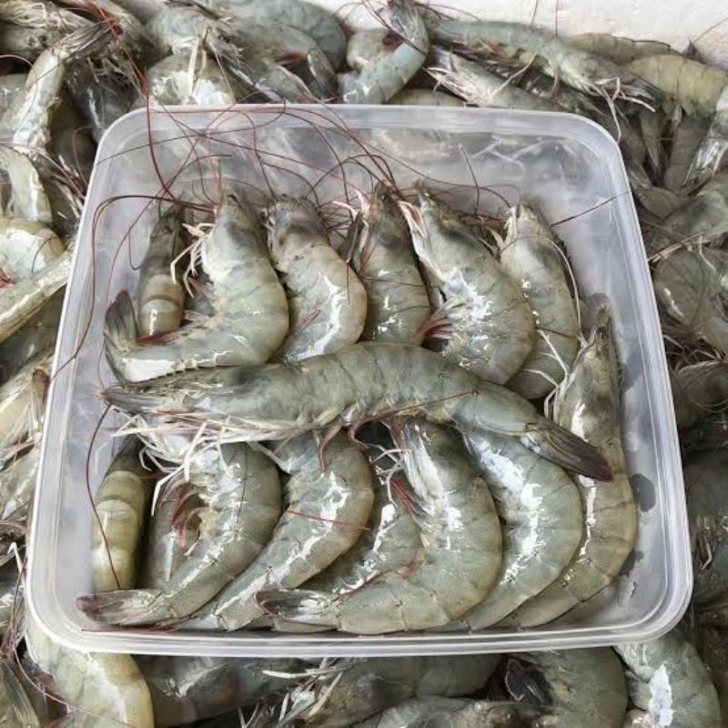 

Udang Vanami size 45-55/kg