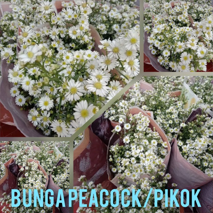 BUNGA PIKOK PUTIH PEACOCK