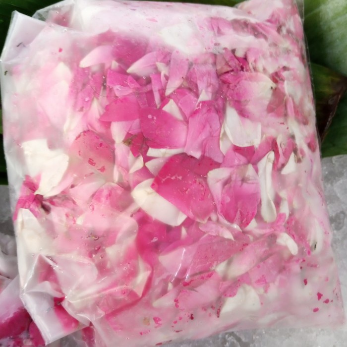 MAWAR KAMPUNG WANGI / MAWAR WANGI / MAWAR TABUR