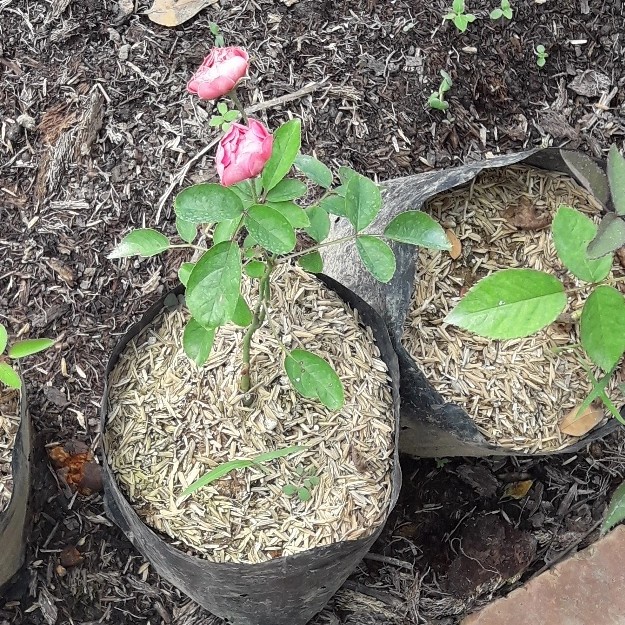 BIBIT BUNGA MAWAR PINK BABY ROSE