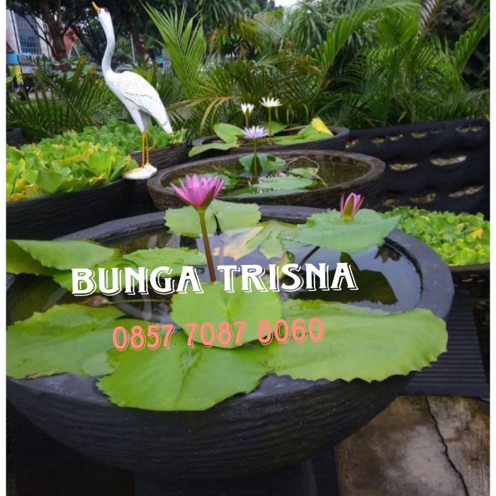 Terlaris Pot Bulat Minimalis / Pot Teratai / Pot Tanaman Air 50Cm