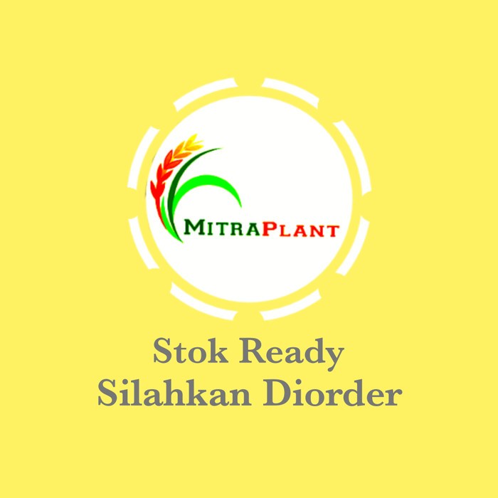 [BestSeller] Bibit Tanaman Bunga Turi Putih - Pohon Kembang Turi Putih - Herbal