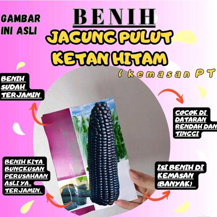 BENIH JAGUNG PULUT KETAN HITAM