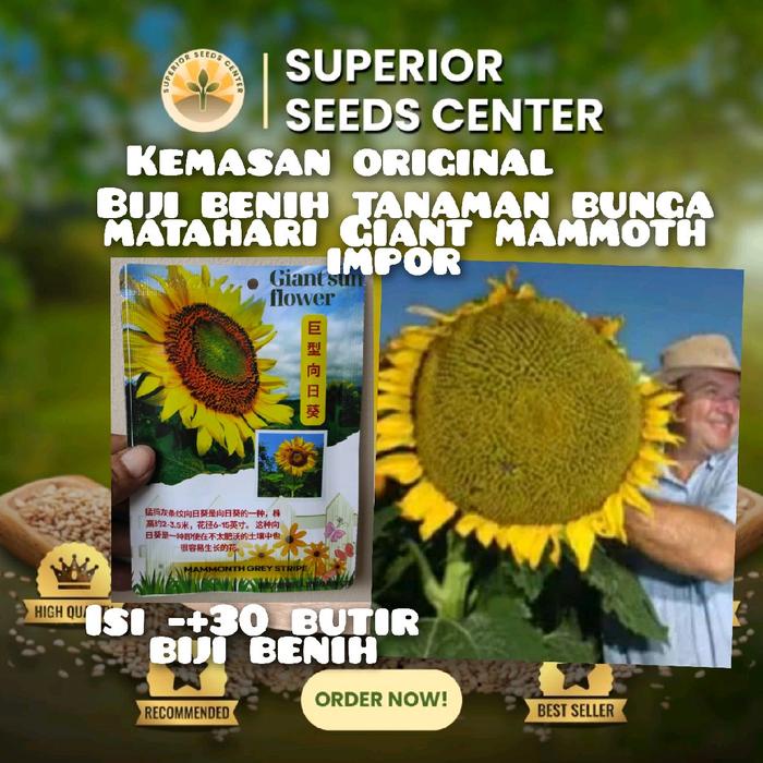 kemasan original biji benih tanaman bunga matahari Giant mammoth impor
