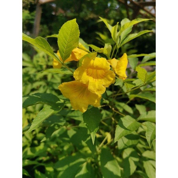 Bibit hias tecoma stans / herbal tecomaria / yellow elder