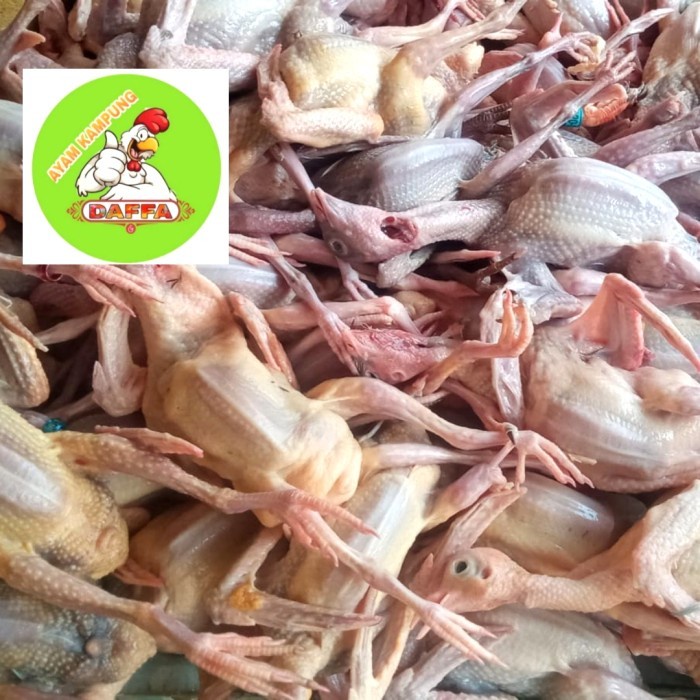

(BestSeller) DAGING BURUNG DARA (Piyik)
